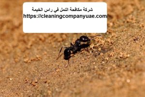 شركة مكافحة النمل في راس الخيمة